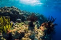 Exotic underwater world with corals and fish in tropics Royalty Free Stock Photo