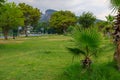 Exotic vegetation on the Mediterranean coast. Turkish palms. The green province of Antalya in Turkey. Background