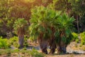 Exotic vegetation on the Mediterranean coast. Turkish palms. The green province of Antalya in Turkey. Background