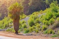Exotic vegetation on the Mediterranean coast. Turkish palms. The green province of Antalya in Turkey. Background