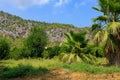 Exotic vegetation on the Mediterranean coast. Turkish palms. The green province of Antalya in Turkey. Background