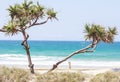 Exotic vegetation Palm tree at Gold coast beach in Australia