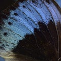 Exotic velvet blue on dark background of Common Archduke butterf