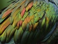 Exotic velvet gold, copper, yelow to green bird feathers in beautiful texture and background