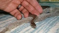 Exotic vet helping a smooth snake. It`s a non venomous snake, reptile shedding