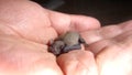 Exotic veterinarian examines baby bat. wildlife vet