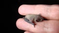 Exotic veterinarian examines baby bat. wildlife vet