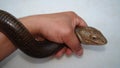 Exotic veterinarian examines an European legless lizard, glass lizard.