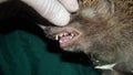 Exotic veterinarian examines a hedgehog mouth, dentistry, teeth. wildlife vet