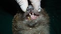 Exotic veterinarian examines a hedgehog mouth, dentistry, teeth. wildlife vet