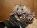 Exotic veterinarian examines a European hedgehog. wildlife vet, veterinary