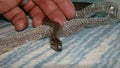 Exotic veterinarian helping a smooth snake. It`s a non venomous snake, reptile shedding. Wildlife vet. Veterinary medicine. wildli