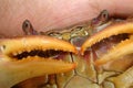 Exotic veterinarian holding a big crab. close up of a crab claws, claw