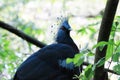 Exotic victorian crowned pigeon at Animal Kingdom Royalty Free Stock Photo