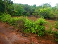 Exotic Indian Village scene in rainy season-1 Royalty Free Stock Photo