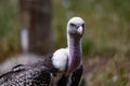 Exotic Vulture standing in a sunny grassy enclosure at a zoo