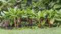 Exotic water bananas Typhonodorum lindleyanum grow in the pond Royalty Free Stock Photo