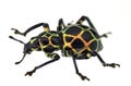 Exotic weevil Pachyrhynchus reticulatus Royalty Free Stock Photo