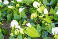 The Exotic White Anthurium Flowers Blooming in the garden Royalty Free Stock Photo