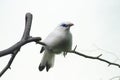 Exotic White Bird Royalty Free Stock Photo