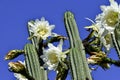 Exotic white cactus flowers flowers and few buds in blue sky