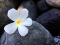 Exotic white flowers on the dark grey stone. Wellness and harmony symbol.