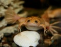 Exotic white frog, albino