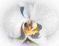 Exotic White moth orchid blossom macro closeup detail