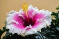 Exotic white and pink hibiscus flower