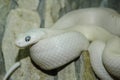 Exotic White Snake