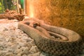 Exotic white snake in the terrarium