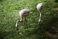 Exotic wild flamingos Royalty Free Stock Photo