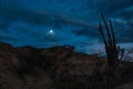 Exotic wild plants growing in the Tatacoa Desert, Colombia at night