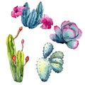 Exotic wildflower cactus in a watercolor style isolated.