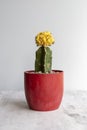 Exotic yellow crest grafted cactus in a red flowerpot