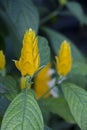 Exotic yellow flower in the garden Royalty Free Stock Photo