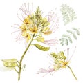 Exotic yellow flowers caesalpinia. Watercolor hand drawn botanical illustration of flowers isolated on a white