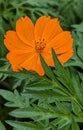 exotic yellow-orange bidens sulphurea flower from a beautiful wild botanical garden with raindrops in the morning sun dew of a Royalty Free Stock Photo