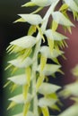 Exotic yellow plant in bloom Royalty Free Stock Photo