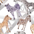 Exotic zebra wild animal in a watercolor style. Watercolor background illustration set. Seamless background pattern. Royalty Free Stock Photo