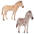 Exotic zebra wild animal in a watercolor style isolated. Royalty Free Stock Photo