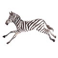 Exotic zebra wild animal in a watercolor style isolated. Royalty Free Stock Photo