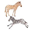 Exotic zebra wild animal in a watercolor style isolated. Royalty Free Stock Photo