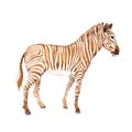 Exotic zebra wild animal in a watercolor style isolated. Royalty Free Stock Photo