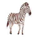 Exotic zebra wild animal in a watercolor style isolated. Royalty Free Stock Photo