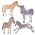 Exotic zebra wild animal in a watercolor style isolated. Royalty Free Stock Photo