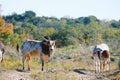 Exotic Zebu cows on rural farm