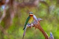 An exotically bird is sitting on a twig in the Yala Nationalpark