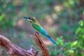 An exotically bird is sitting on a twig in the Yala Nationalpark Royalty Free Stock Photo