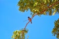 An exotically bird is sitting on a twig in the Yala Nationalpark